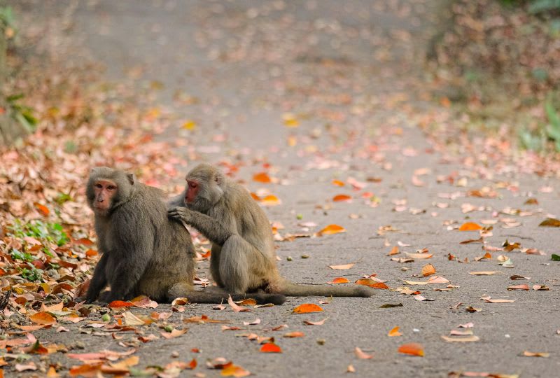 豐柏登山步道賞猴